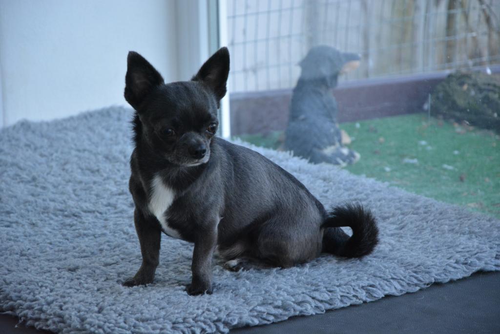 Mr. Magoo Euporija (Miky)