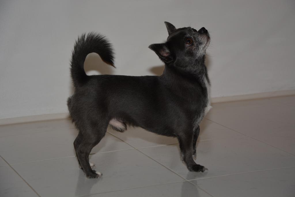 Mr. Magoo Euporija (Miky)