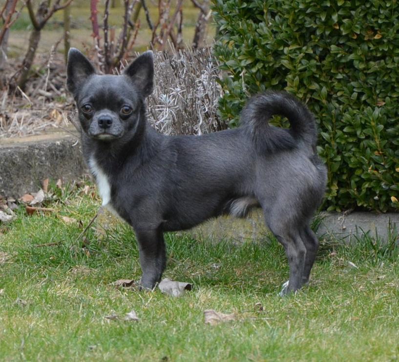 Mr. Magoo Euporija (Miky)