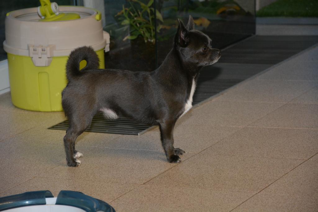 Mr. Magoo Euporija (Miky)