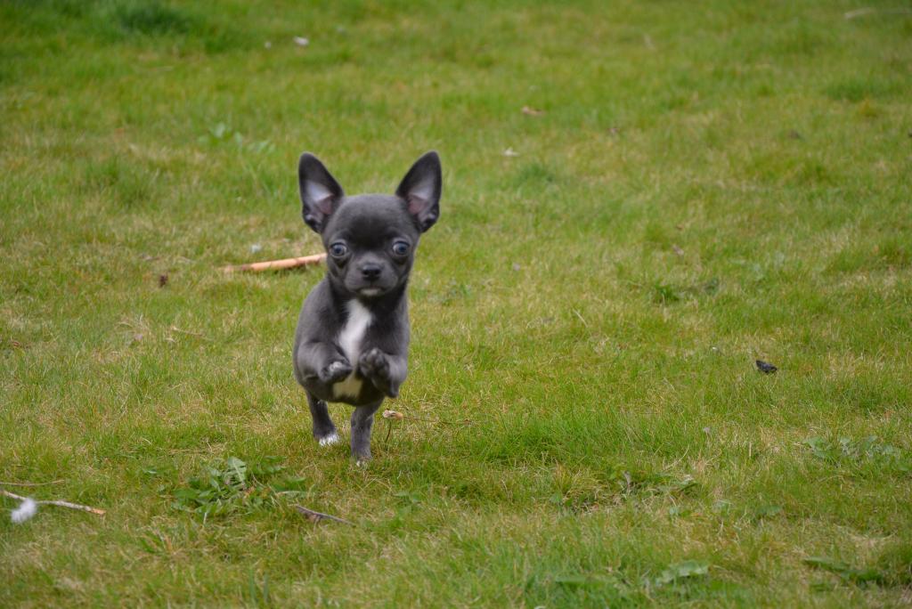 Mr. Magoo Euporija (Miky)