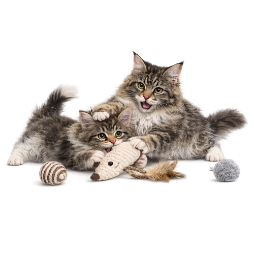 Koťata